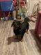 Dachshund Puppies for sale in Fort Smith, AR, USA. price: NA