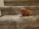 Dachshund Puppies for sale in Lewisville, TX, USA. price: NA