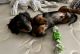 Dachshund Puppies for sale in Las Vegas, NV, USA. price: $800