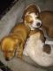 Dachshund Puppies for sale in Barry, TX 75102, USA. price: $600