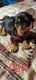 Dachshund Puppies for sale in San Antonio, TX, USA. price: $1,200