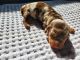 Dachshund Puppies for sale in Rio Linda, CA, USA. price: $2,500