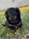 Dachshund Puppies for sale in Adrian, MI 49221, USA. price: $1,000