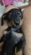 Dachshund Puppies for sale in Jodhpur, Rajasthan, India. price: 7000 INR