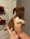 Dachshund Puppies for sale in Roebuck, SC, USA. price: $600