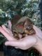 Dachshund Puppies for sale in Waukegan, IL, USA. price: NA