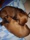 Dachshund Puppies for sale in Columbus, MS 39705, USA. price: $175