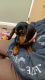 Dachshund Puppies for sale in Astatula, FL 34705, USA. price: NA