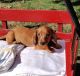 Dachshund Puppies for sale in Florence, AL, USA. price: $500