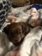 Dachshund Puppies for sale in Columbus, MS, USA. price: $200