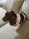 Dachshund Puppies for sale in Morristown, TN, USA. price: $900