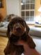 Dachshund Puppies for sale in Morristown, TN, USA. price: $750