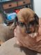 Dachshund Puppies for sale in Salome, AZ, USA. price: NA