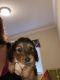 Dachshund Puppies for sale in Middleburg, FL 32068, USA. price: $1,000