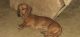 Dachshund Puppies for sale in Jacksonville, FL, USA. price: $400