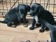 Dachshund Puppies for sale in Fallon, NV 89406, USA. price: NA