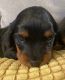Dachshund Puppies for sale in Margate, FL, USA. price: $1,600