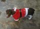 Dachshund Puppies for sale in Humansville, MO 65674, USA. price: NA
