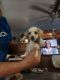 Dachshund Puppies for sale in Pearland, TX, USA. price: NA