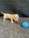 Dachshund Puppies for sale in Seneca Falls, NY 13148, USA. price: $1,000
