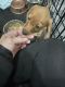 Dachshund Puppies for sale in Bunker Hill, WV 25413, USA. price: NA