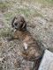 Dachshund Puppies for sale in Allen, TX, USA. price: $1,000