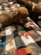 Dachshund Puppies for sale in Clarkesville, GA 30523, USA. price: $400