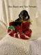 Dachshund Puppies for sale in New London, NC 28127, USA. price: NA