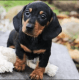 Dachshund Puppies for sale in Port St. Lucie, FL 34953, USA. price: NA