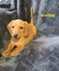 Dachshund Puppies for sale in Prattville, AL, USA. price: $100,000