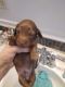 Dachshund Puppies for sale in Hillside, IL, USA. price: $600