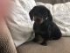 Dachshund Puppies for sale in Minneapolis, MN, USA. price: $1,050