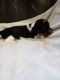 Dachshund Puppies for sale in West Branch, MI 48661, USA. price: NA