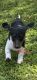 Dachshund Puppies for sale in Bryceville, FL 32009, USA. price: NA