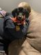 Dachshund Puppies for sale in Rainbow City, AL, USA. price: NA