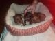 Dachshund Puppies for sale in Longview, TX, USA. price: $800