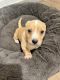 Dachshund Puppies for sale in Los Angeles, CA, USA. price: $147,000