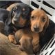 Dachshund Puppies for sale in Alabama Ave, Brooklyn, NY 11207, USA. price: NA
