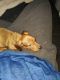 Dachshund Puppies for sale in Gravois Mills, MO 65037, USA. price: NA