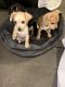 Dachshund Puppies for sale in Fort Worth, TX 76133, USA. price: $200