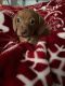 Dachshund Puppies for sale in Beardstown, IL 62618, USA. price: NA