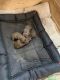 Dachshund Puppies for sale in 401 Moss Rd, Canton, MS 39046, USA. price: $850