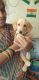 Dachshund Puppies for sale in Kalyan, Maharashtra, India. price: 10000 INR