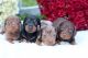 Dachshund Puppies for sale in San Francisco, CA, USA. price: $500
