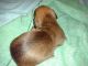 Dachshund Puppies for sale in Dothan, AL, USA. price: $450