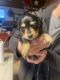 Dachshund Puppies for sale in Beulah, CO 81023, USA. price: NA