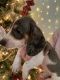 Dachshund Puppies for sale in Fresno, CA, USA. price: $1,500