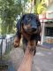 Dachshund Puppies for sale in Ottapalam, Kerala, India. price: 5000 INR