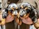 Dachshund Puppies for sale in Chatham-Kent, ON, Canada. price: $1,500