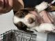 Dachshund Puppies for sale in Lexington, KY, USA. price: NA